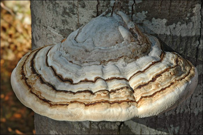 Трутовик настоящий (Fomes fomentarius) фото