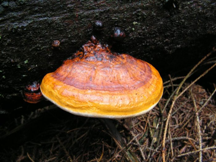 Трутовик окаймлённый (Fomitopsis pinicola) фото