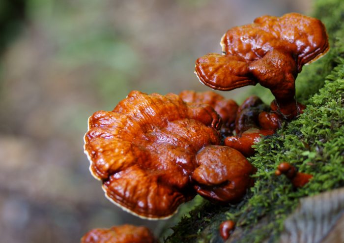 Трутовик лакированный или ганодерма лакированная (Ganoderma lucidum) фото