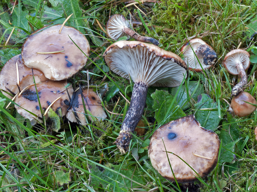 Мокруха пятнистая (Gomphídius maculátus) фото