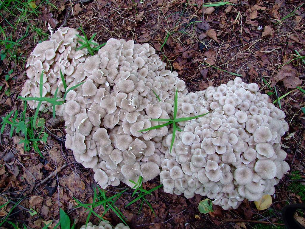 Трутовик зонтичный (Polýporus umbellátus) фото