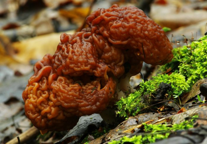 Строчок обыкновенный (Gyromitra esculenta) фото