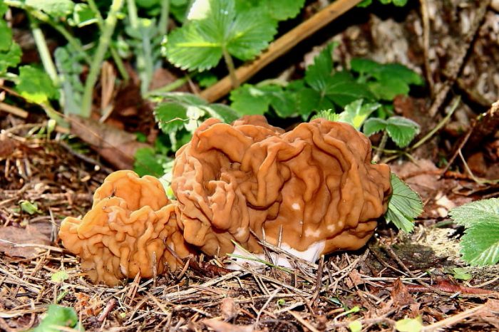 Строчок гигантский (Gyromitra gigas) фото