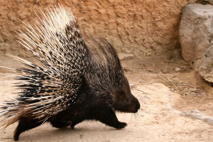 Дикобраз африканский (Hystrix africaeaustralis) фото