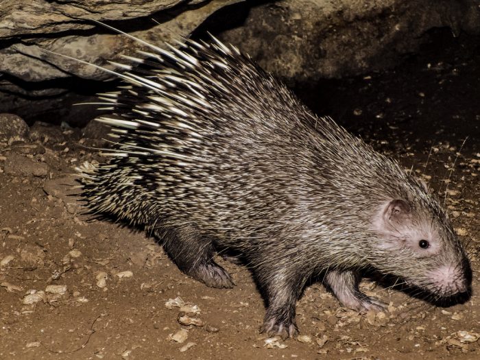 Яванский дикобраз (Hystrix javanica) фото