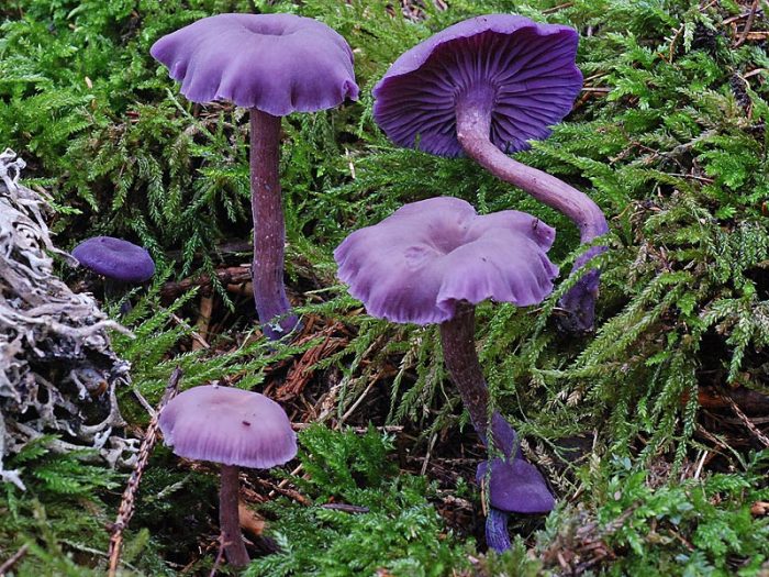 Лаковица аметистовая (Laccaria amethystina) фото