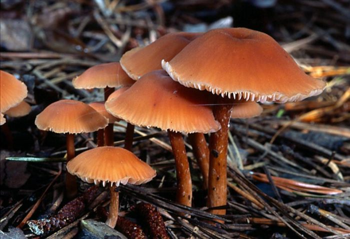 Лаковица лаковая, или розовая (Laccaria laccata) фото