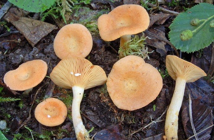 Млечник альпийский (Lactarius alpínus) фото