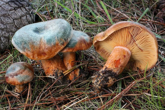 Рыжик настоящий (Lactarius deliciosus) фото