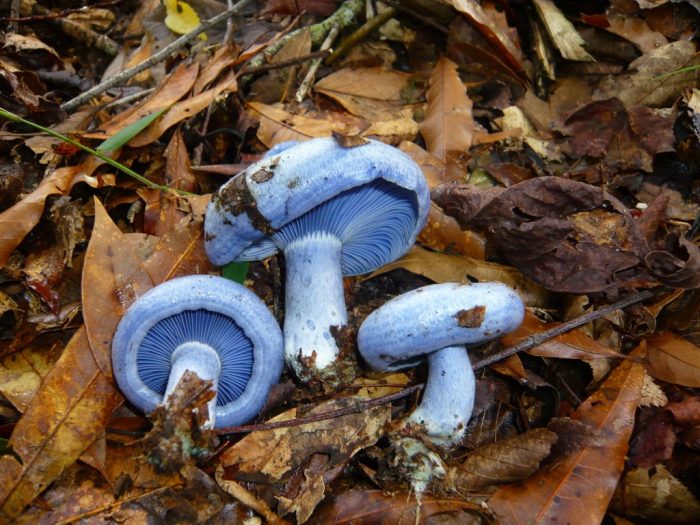 Млечник голубой (Lactarius indigo) фото