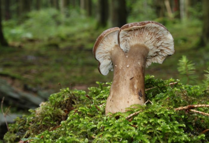 Млечник смолисто-чёрный (Lactárius pícinus) фото