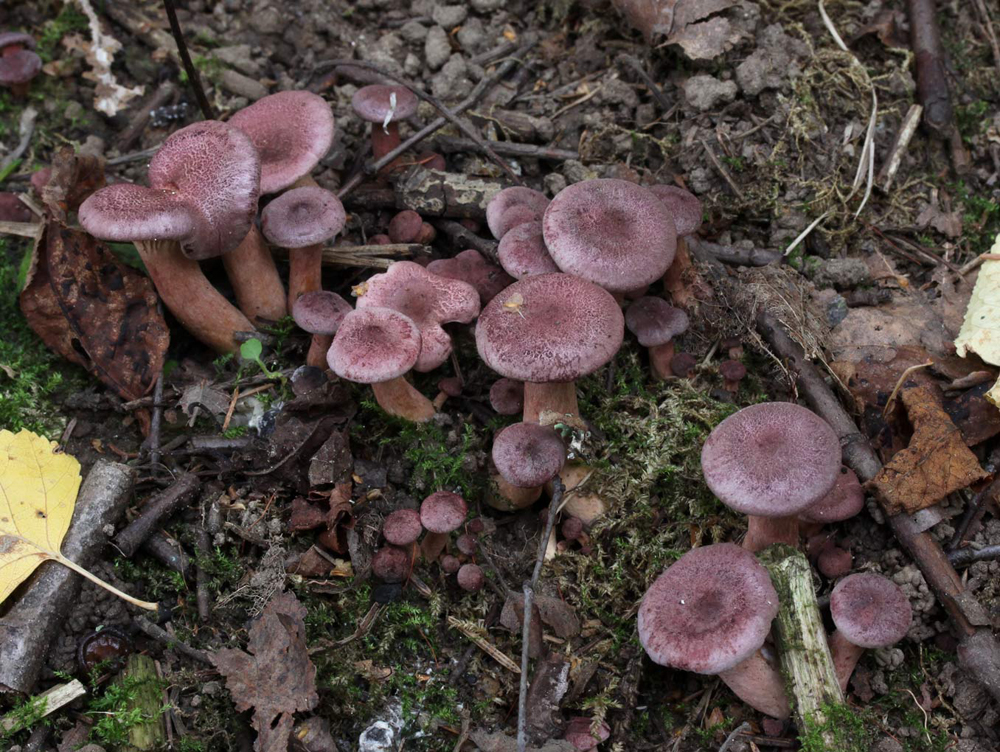 Млечник лиловеющий (Lactárius violáscens) фото