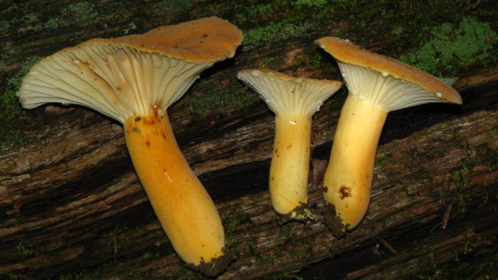 Млечник гигрофоровидный (Lactarius hygrophoroídes) фото