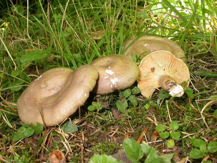 Млечник жгуче-млечный (Lactárius pyrógalus) фото