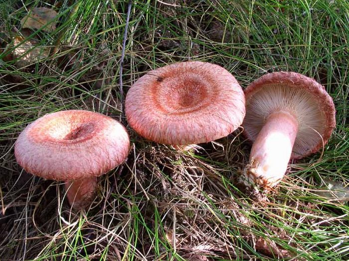 Волнушка розовая (Lactarius torminosus) фото