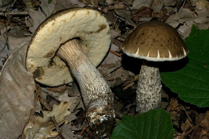 Подберёзовик серый, грабовик (Leccinum carpini) фото