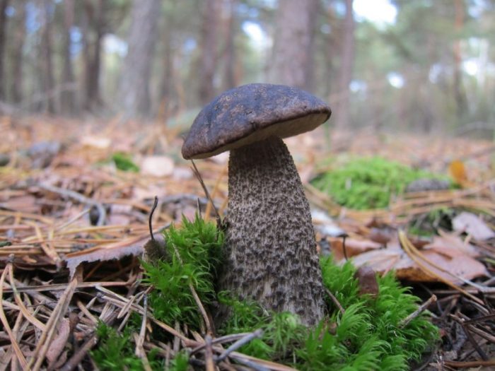 Подберёзовик чёрный, черноголовик (Leccinum melaneum) фото