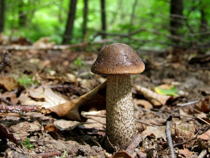 Подберёзовик обыкновенный (Leccinum scabrum) фото