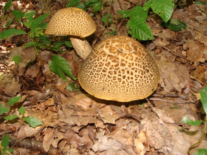 Подберёзовик шахматный, или чернеющий (Leccinum nigrescens) фото