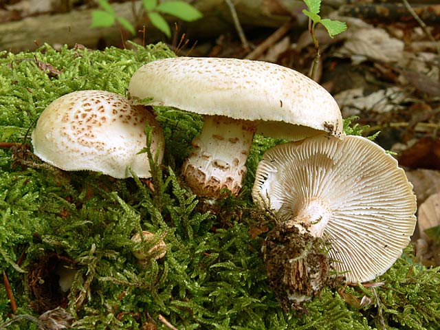 Чешуйчатый пилолистник (Lentinus lepideus) фото