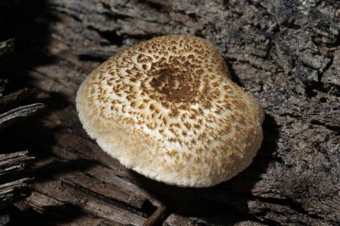 Пилолистник тигровый (Lentinus tigrinus) фото