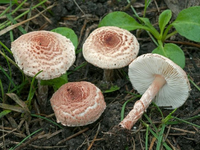 Лепиота ядовитая (Lepiota helveola) фото