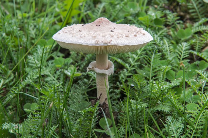 Гриб-зонтик белый (Macrolepiota excoriata) фото