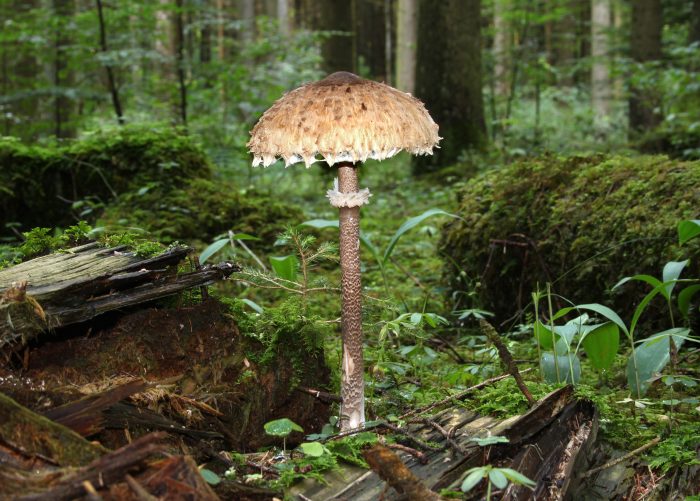 Гриб-зонтик изящный, или тонкий (Macrolepiota gracilenta) фото