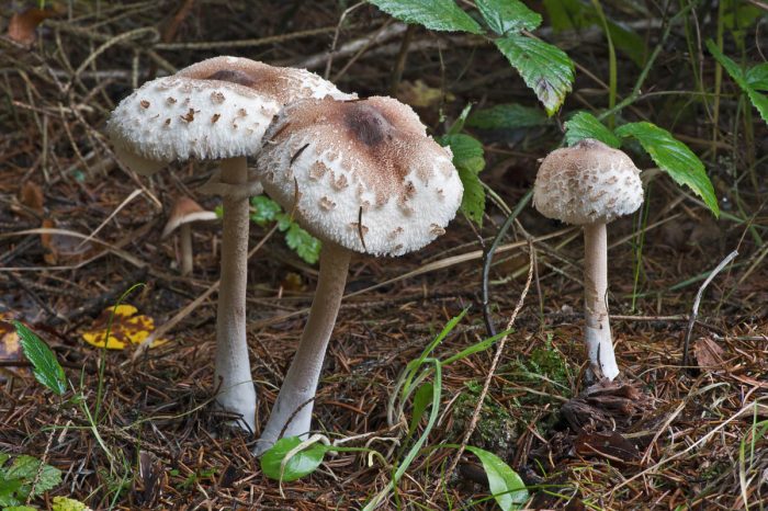 Гриб-зонтик сосцевидный (Macrolepiota mastoidea) фото