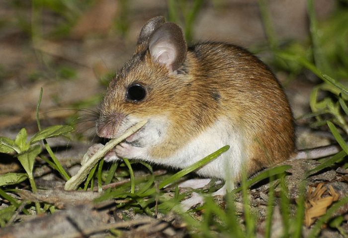 Когтистая песчанка или монгольская песчанка (Meriones unguiculatus) фото