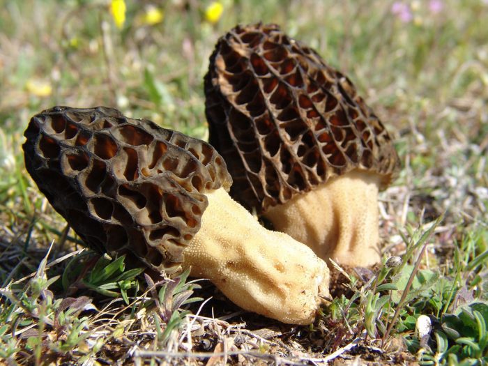 Сморчок конический (Morchella conica) фото