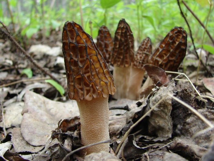 Сморчок высокий (Morchella elata) фото