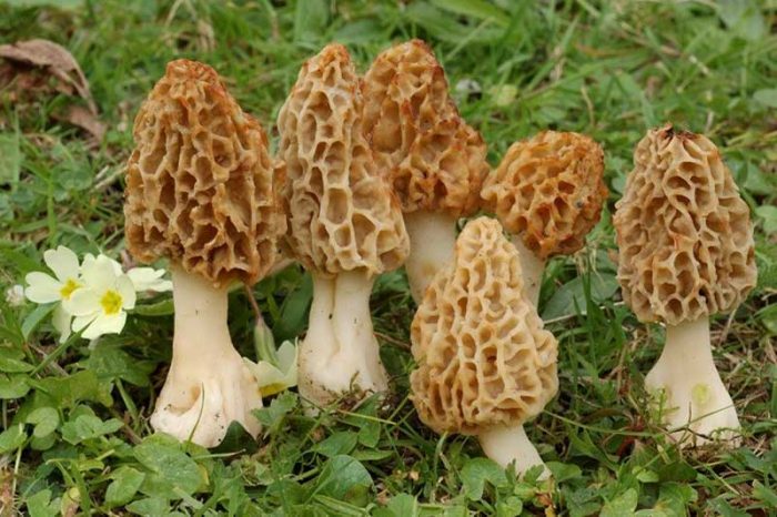 Сморчок обыкновенный, или съедобный, настоящий (Morchella esculenta) фото