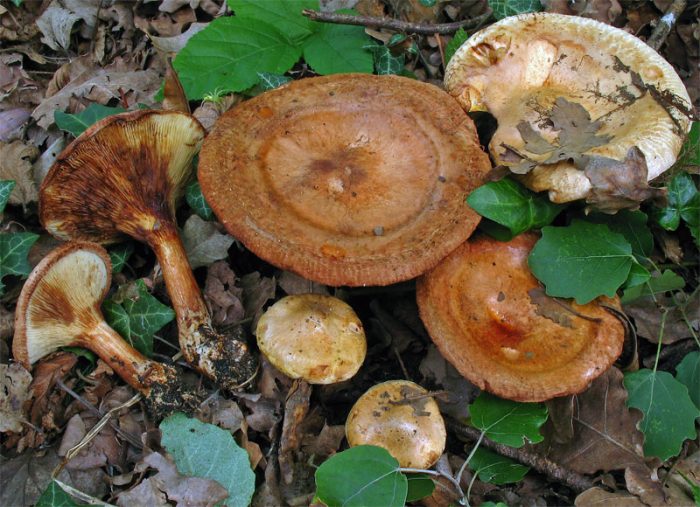 Свинушка ольховая (Paxillus filamentosus) фото