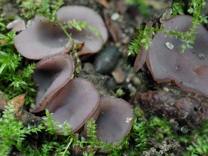 Пецица фиолетовая (Peziza violacea) фото