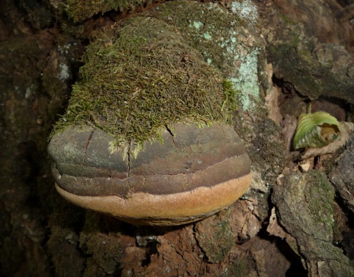 Трутовик ложный (Phellinus igniarius) фото