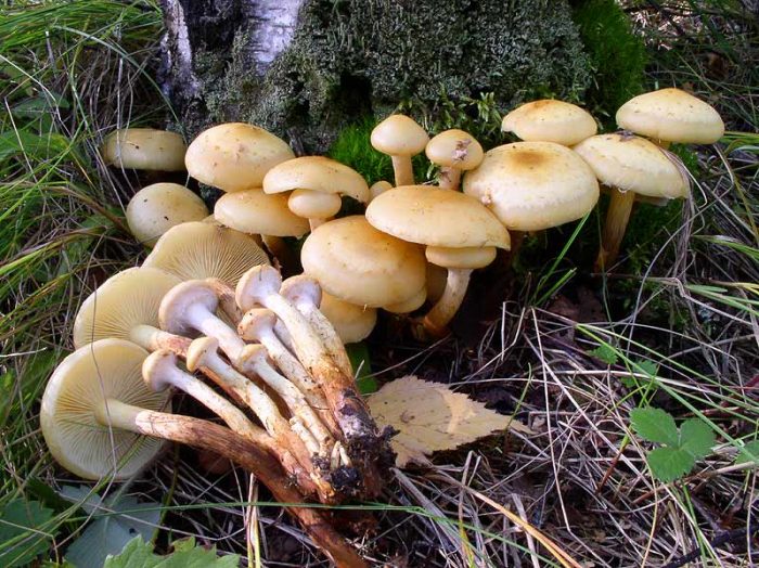 Чешуйчатка ольховая (Pholiota alnicola) фото