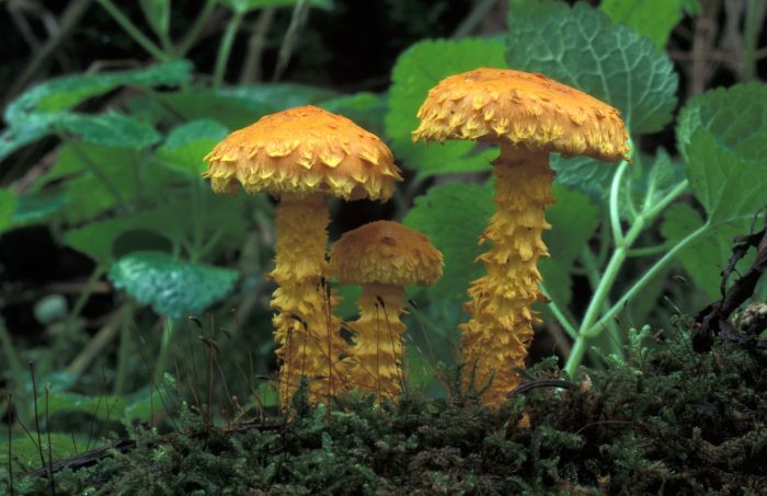 Чешуйчатка огненная (Pholiota flammans) фото