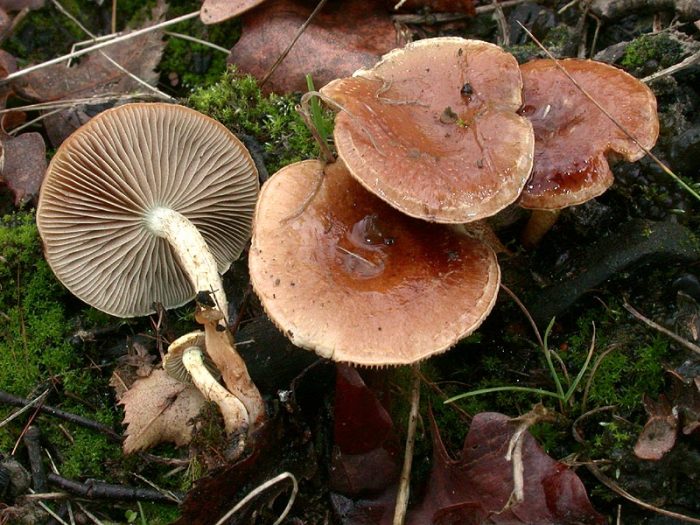 Чешуйчатка углелюбивая (Pholiota highlandensis) фото