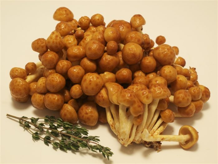 Чешуйчатка съедобная (Pholiota nameko) фото