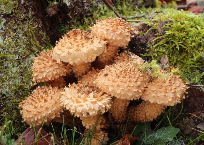 Чешуйчатка обыкновенная (Pholiota squarrosa) фото