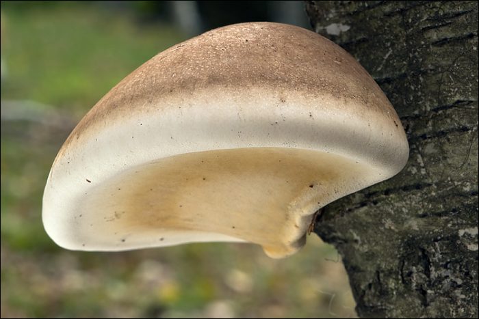 Трутовик берёзовый (Piptoporus betulinus) фото