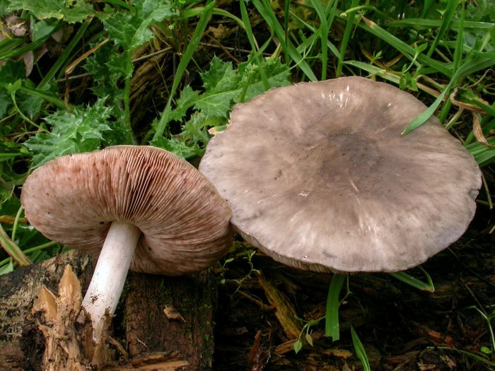 Плютей олений (Pluteus cervinus) фото