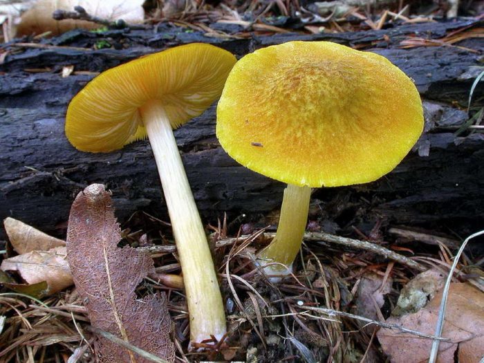 Плютей львино-жёлтый (Pluteus leoninus) фото