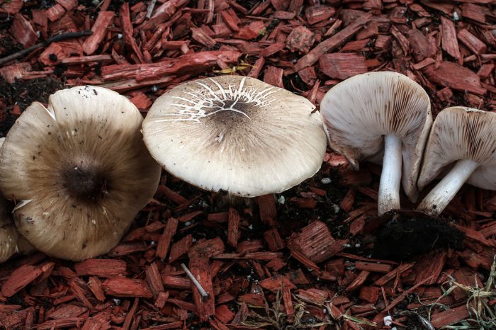 Плютей благородный (Pluteus petasatus) фото