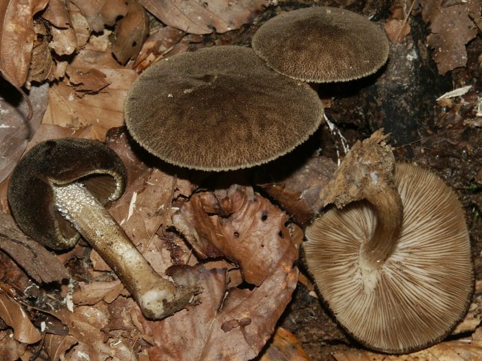 Плютей умбровый (Pluteus umbrosus) фото