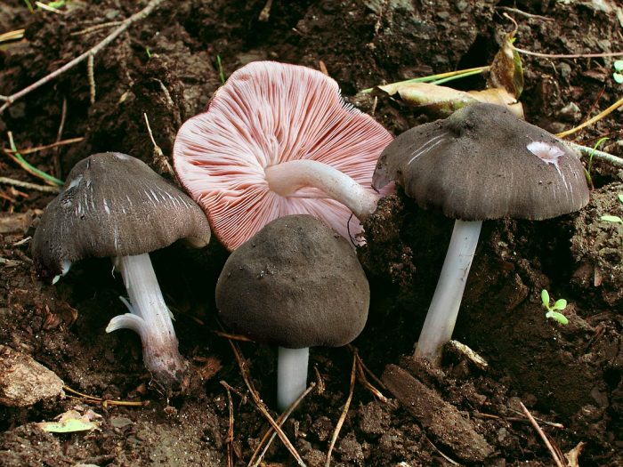 Плютей чешуйчатый (Pluteus ephebeus) фото