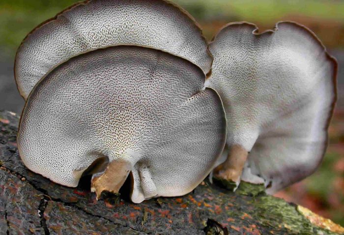 Трутовик зимний (Polyporus brumalis) фото