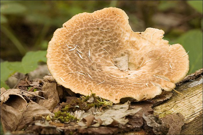 Трутовик клубненосный (Polyporus tuberaster) фото