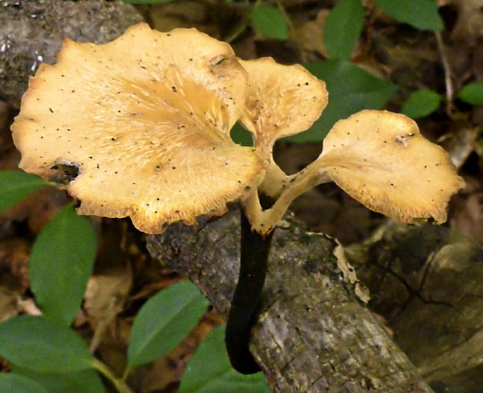 Трутовик изменчивый (Polyporus varius) фото